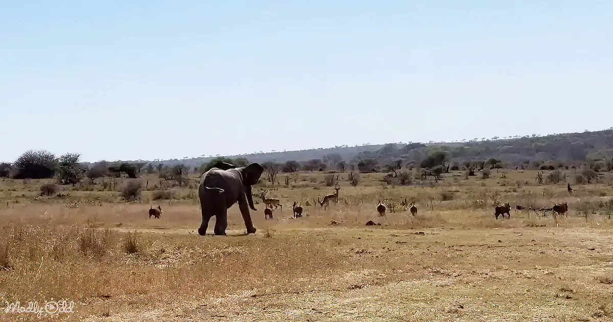 An elephant walks through a dry savanna with scattered antelopes and acacia trees under a clear sky.