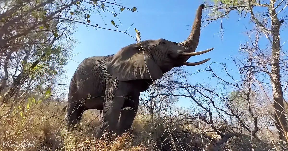 A majestic elephant with raised trunk stands amidst dry grass and sparse trees under a clear blue sky.