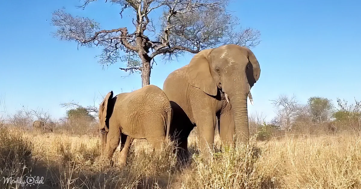 Two elephants stand in a dry grassland under a clear blue sky, with a tree in the background.