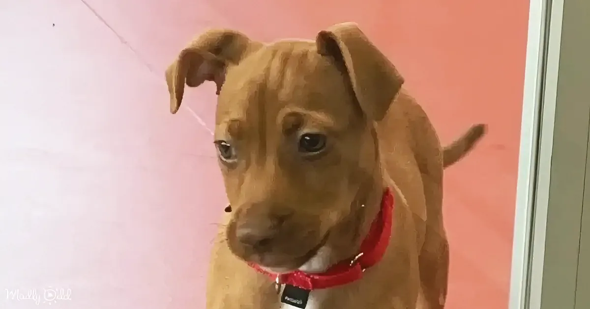Shy Shelter Pup Bentley Radiates Love in His Forever Home Journey