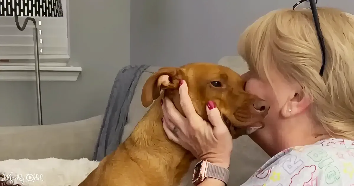 A woman with blonde hair kisses a brown dog while holding its ear.