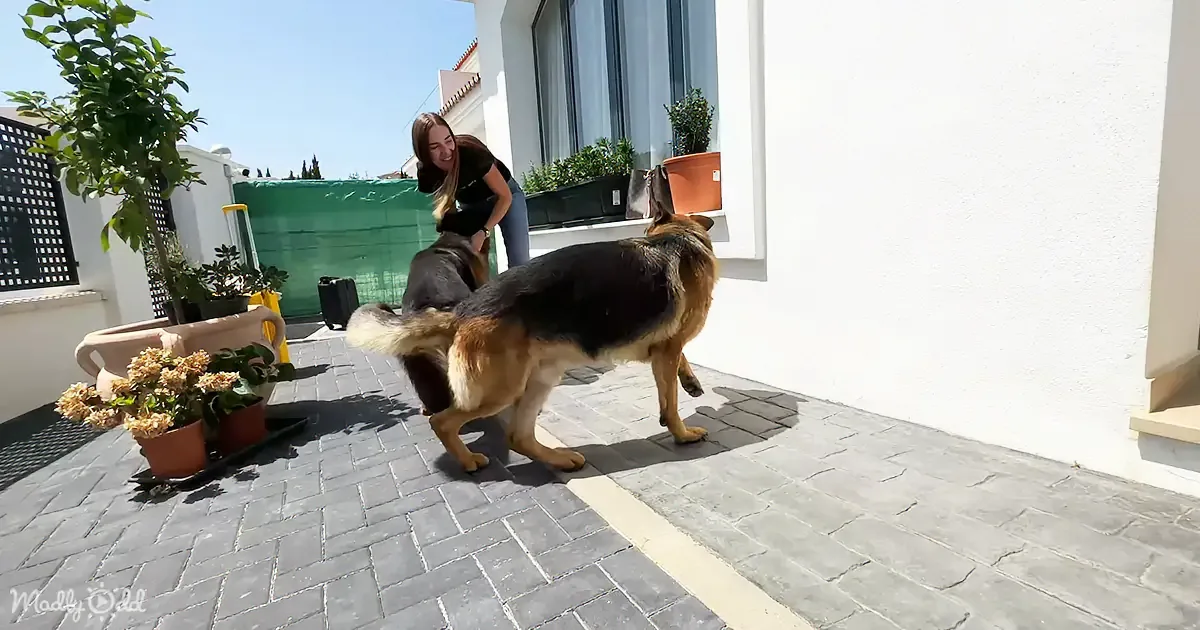 A German Shepherd dog stands on a patio, while a woman bends down nearby, surrounded by potted plants and a white building.