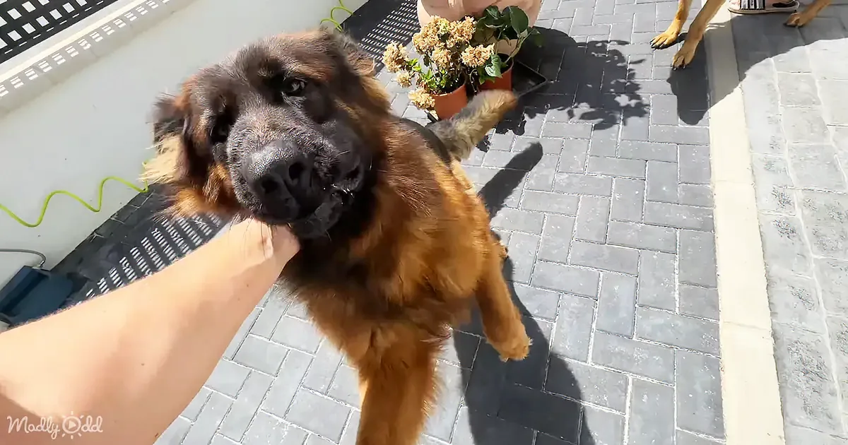 A person pets a brown and black dog on a paved patio with a potted plant nearby.