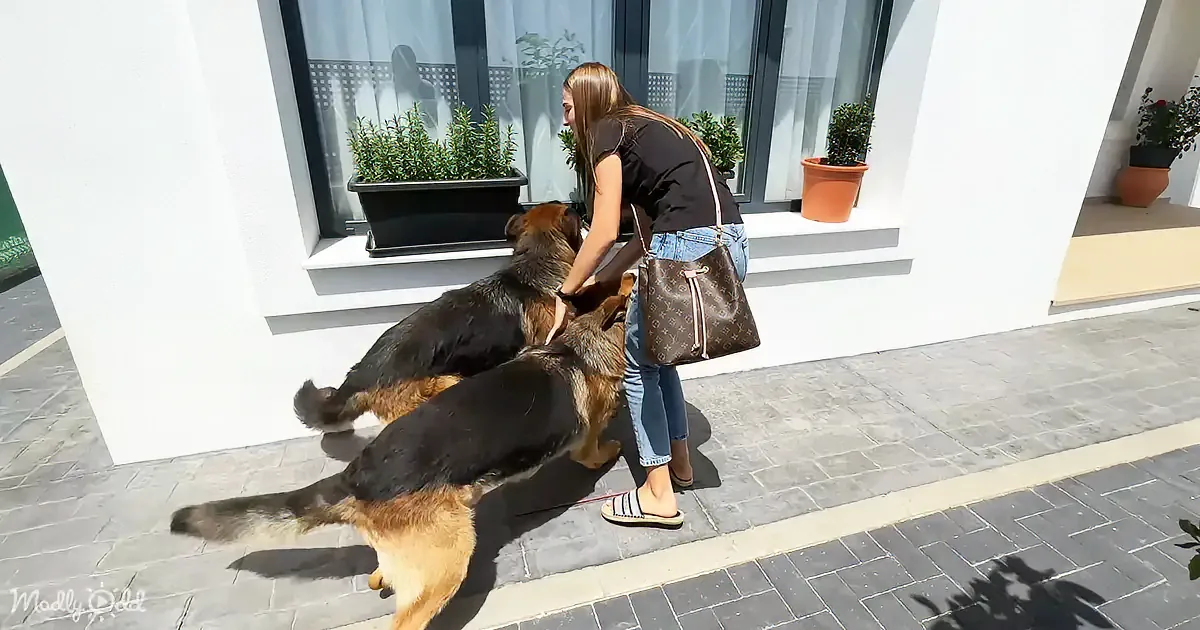 A woman pets a German Shepherd on a leash near a white building with potted plants.