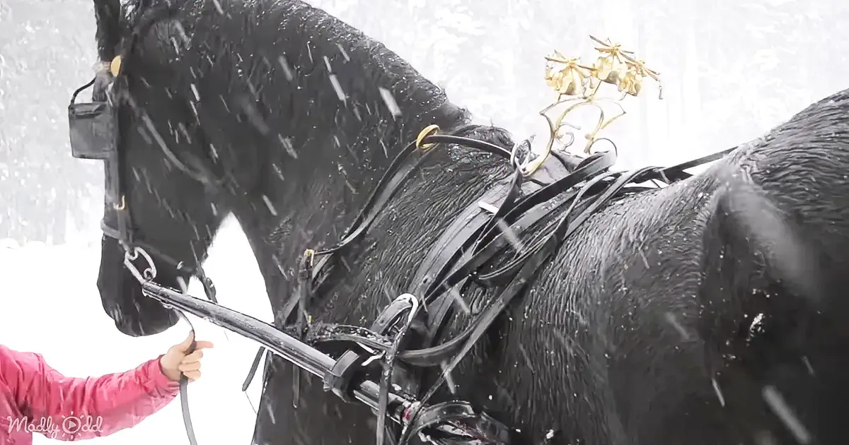 A black horse in harness, being guided by a person in a red jacket, amidst falling snow.