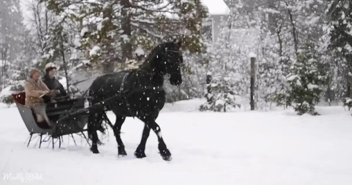 A black horse pulls a sleigh through a snowy landscape with two people inside.