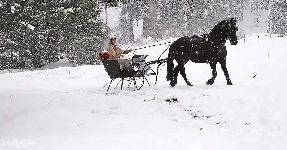 Trotting Through Snow on a Friesian Horse-Drawn Sleigh Is Just so Heavenly