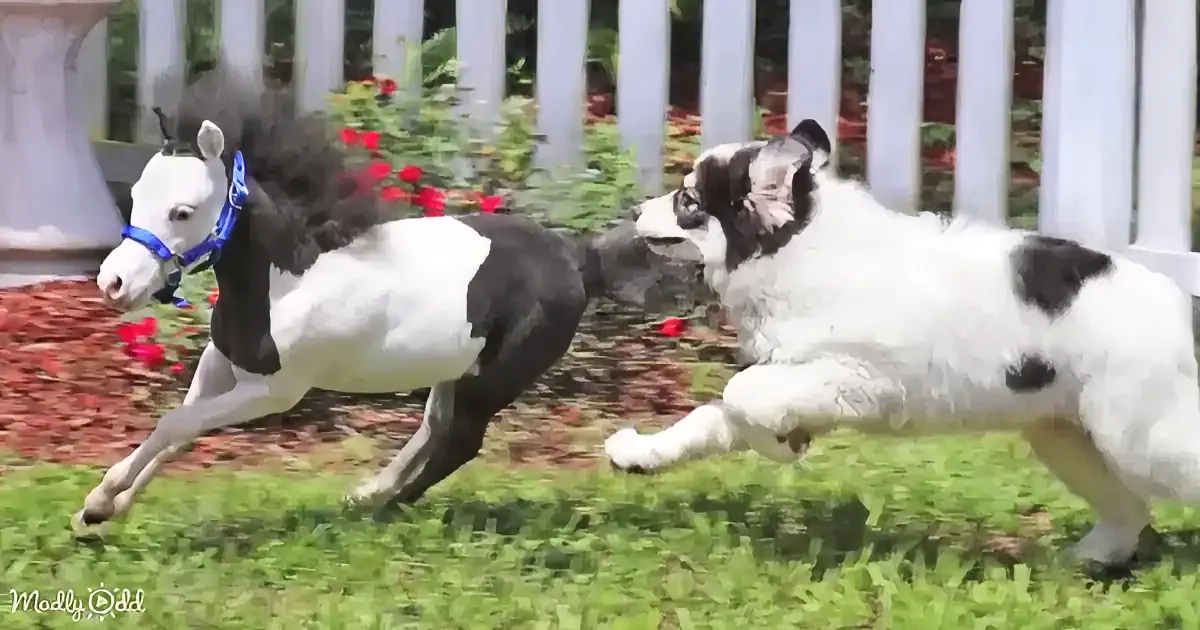 A miniature horse and a dog are playfully running together on a grassy lawn.