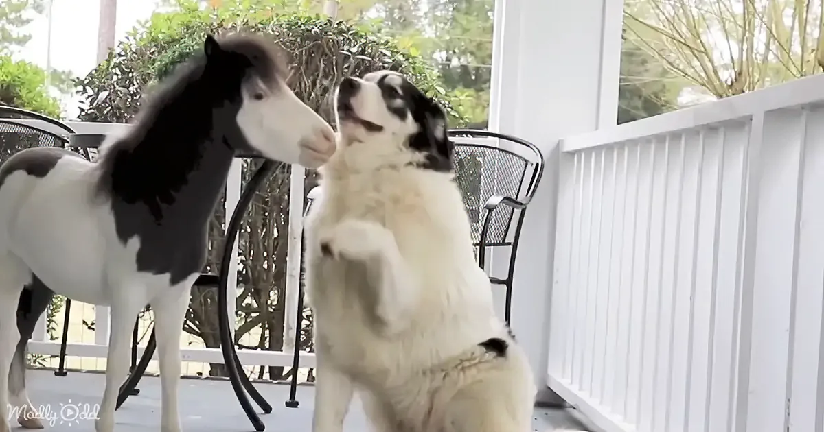A pony and a dog are interacting on a porch, with the dog standing on its hind legs.