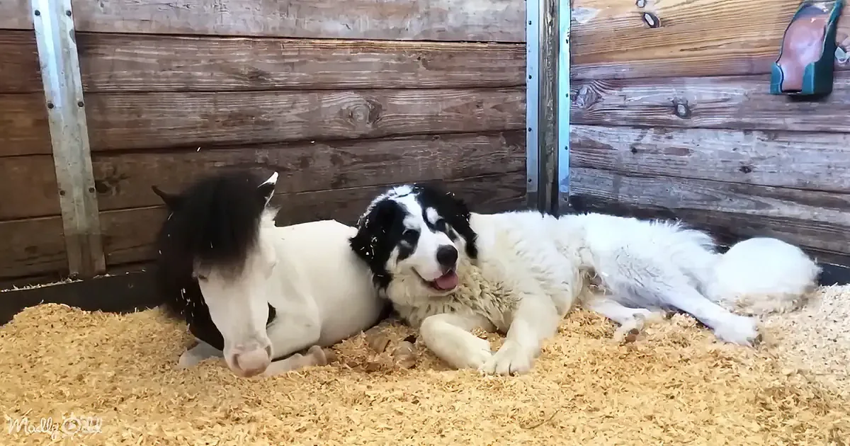 Two fluffy dogs, one black and white, the other white, rest on straw bedding in a barn.