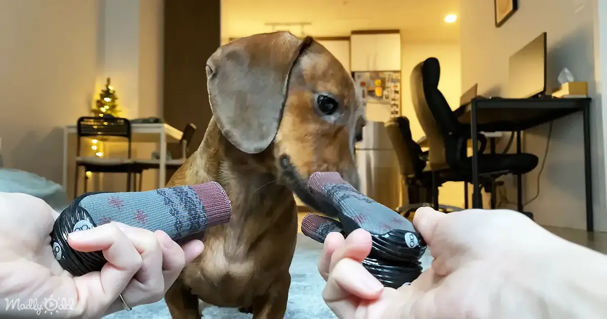 A dachshund stands between two hands holding socks, looking curious in a cozy home setting.