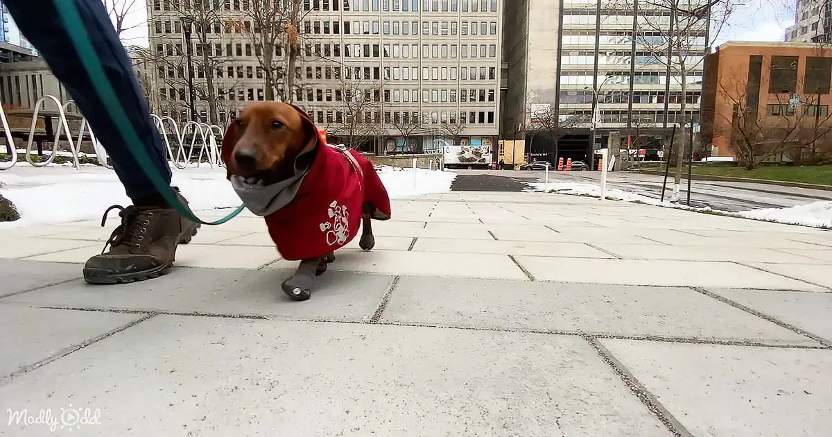 A dachshund wearing a red jacket and scarf walks on a snowy sidewalk, held by a leash.
