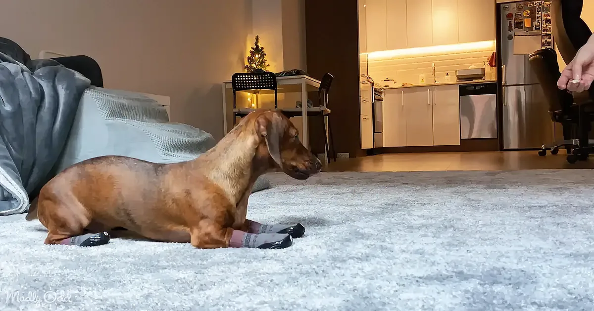 A dachshund wearing socks lies on a carpet, gazing at a person holding food in a kitchen.