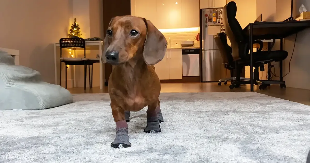 A dachshund wearing socks stands on a carpet in a cozy living room with a Christmas tree and kitchen in the background.
