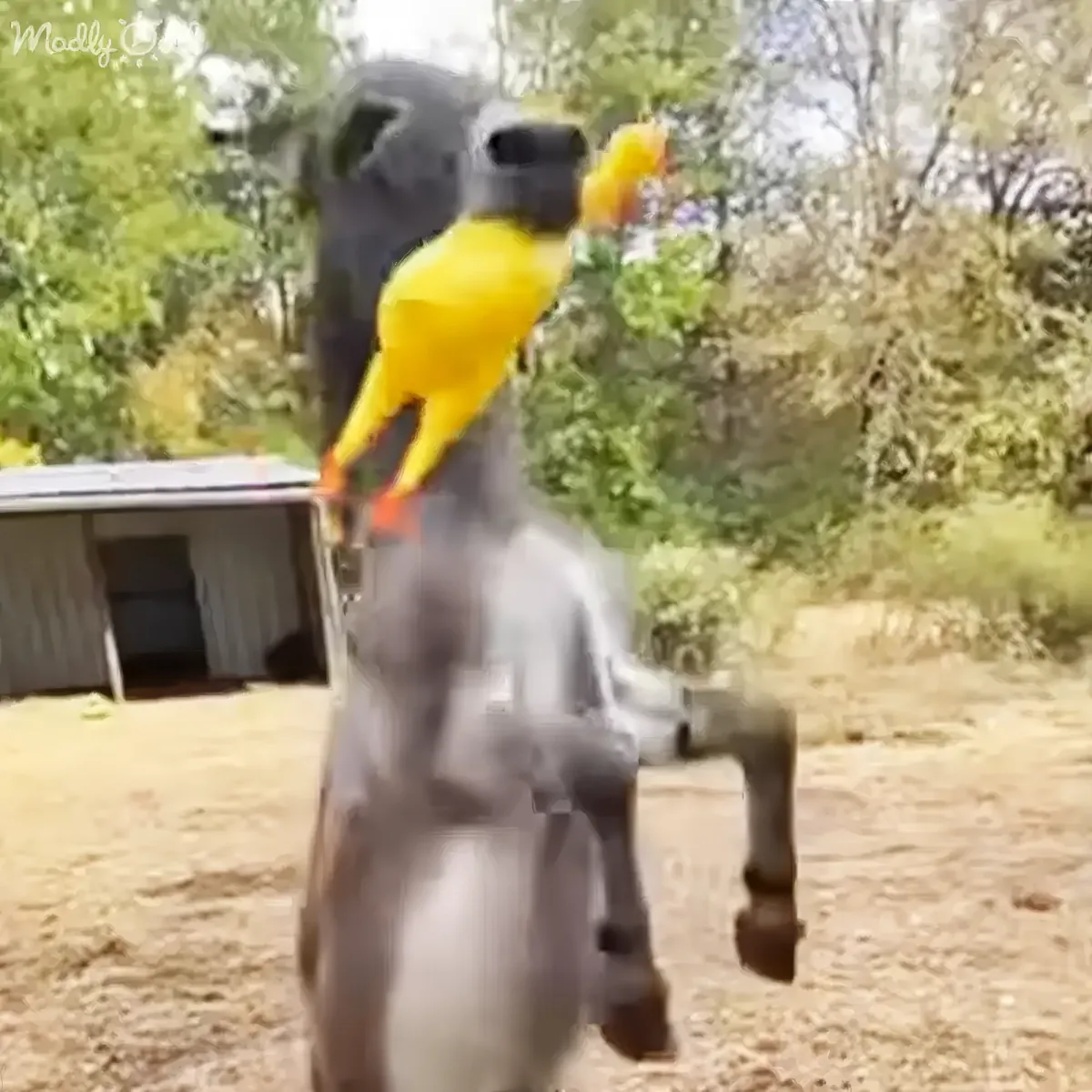A bird in a yellow suit is perched on a gray horse in a dirt area with trees and a shed in the background.