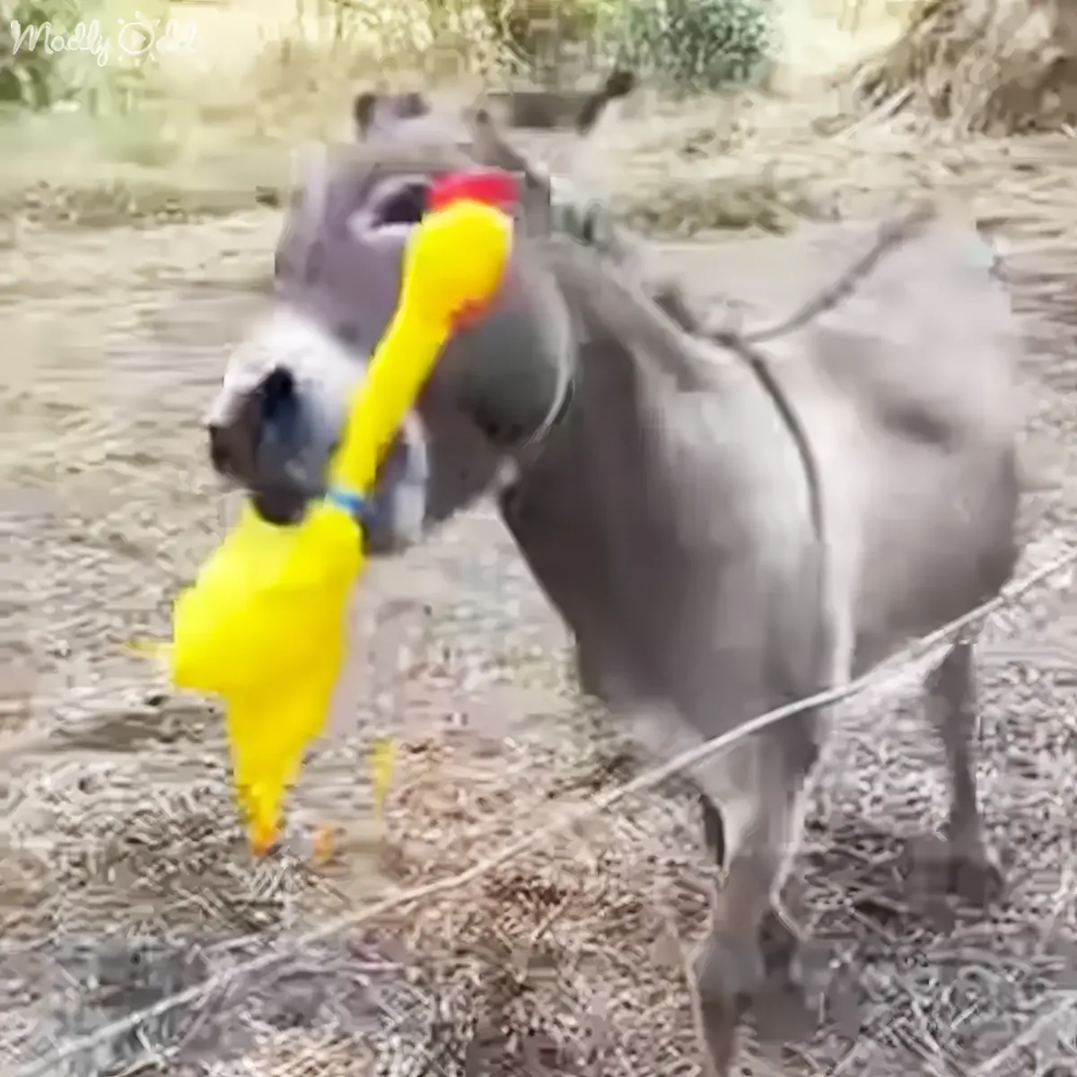 A cow is playfully interacting with a bright yellow rubber chicken, seemingly trying to eat it.