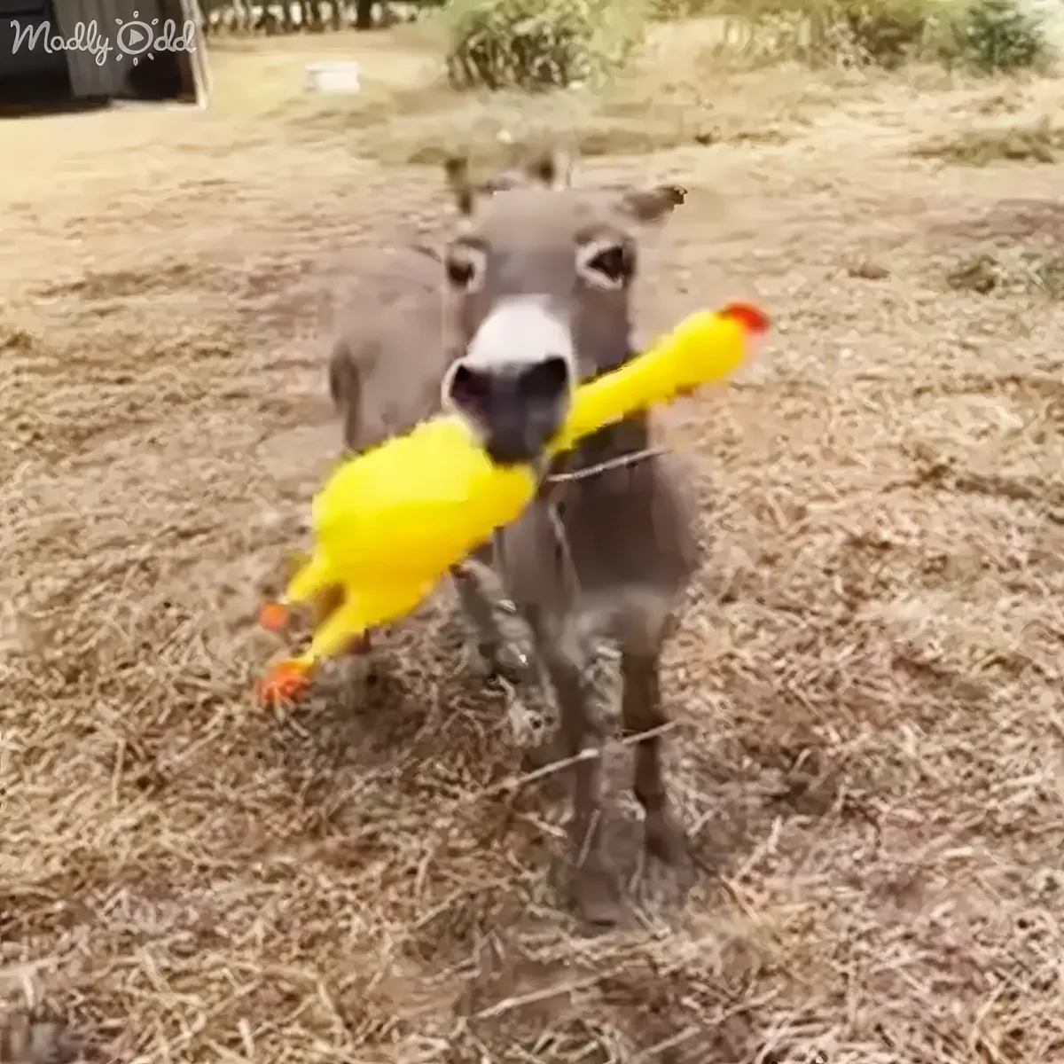 A donkey holds a bright yellow rubber chicken in its mouth, standing on a dry grassy field.