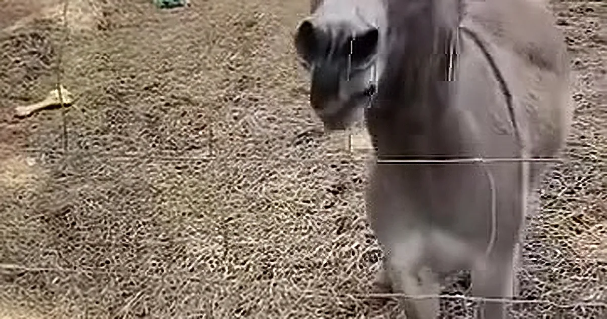 Squee! Big Toy Chicken Brings out Enthusiastic Puppy Energy in Playful Mini Donkey