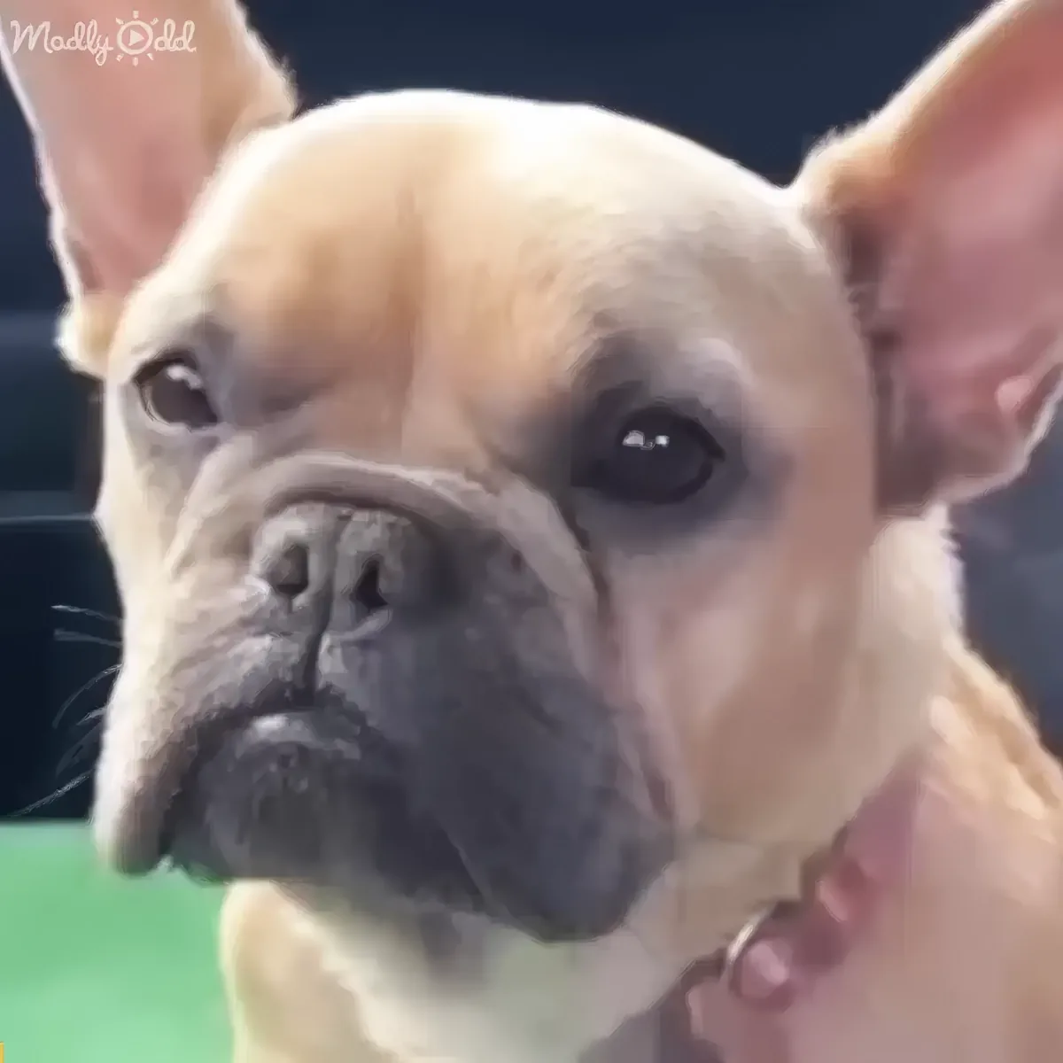 A close-up of a light brown French Bulldog with large, perked-up ears and a wrinkled face.