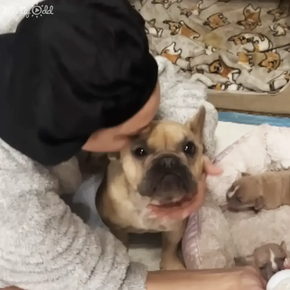 A French Bulldog is being petted by a person on a bed with a dog-patterned blanket.