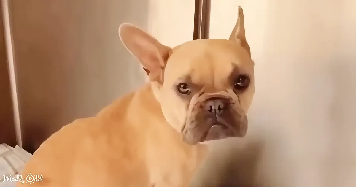 Dumped While Pregnant, Bulldog Gets a Second Chance Thanks to Big-Hearted Foster