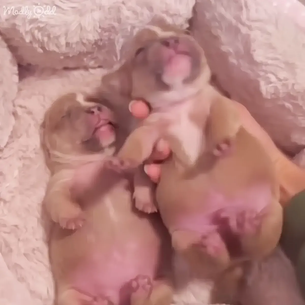 Two adorable puppies are cuddling and sleeping together on a fluffy white surface.