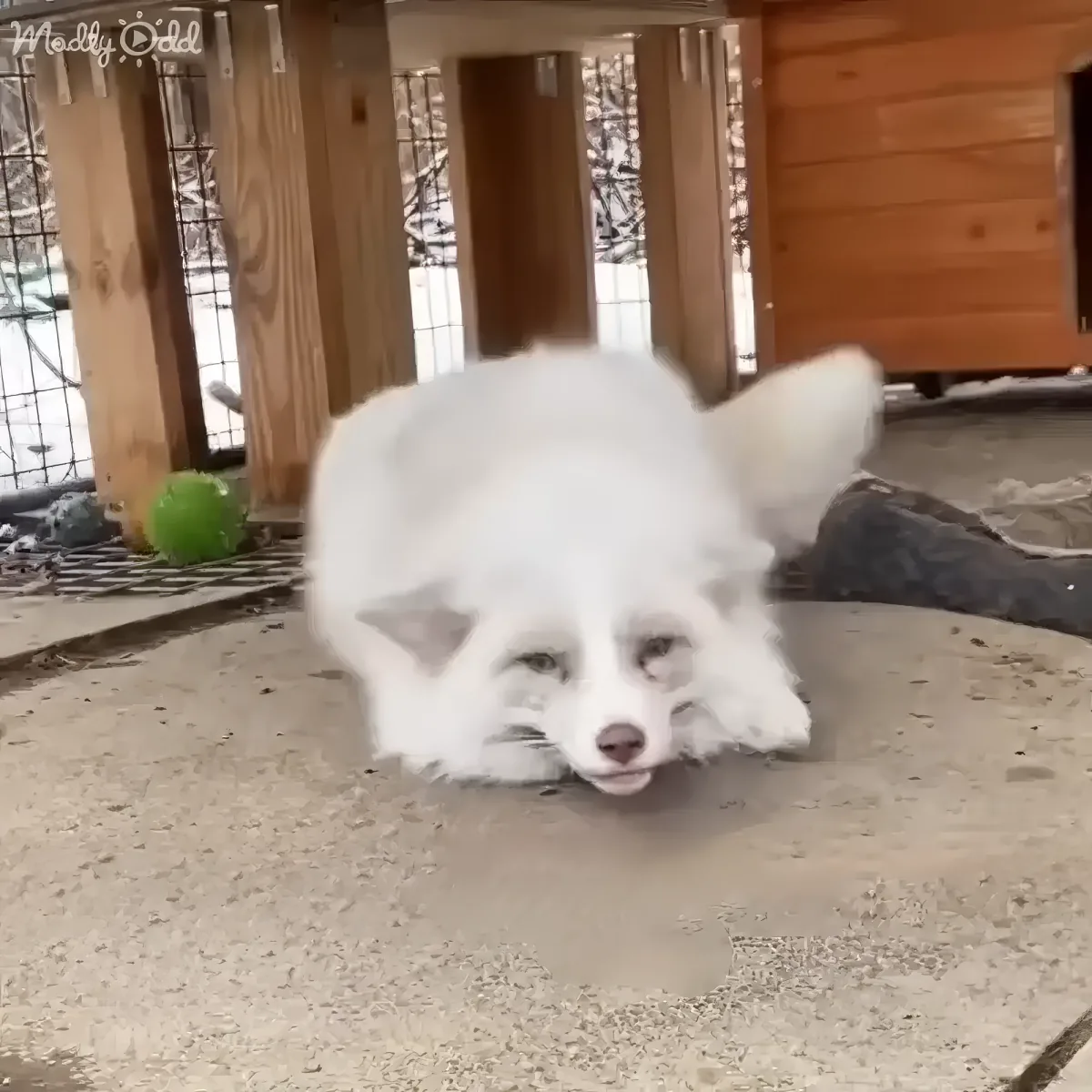 A fluffy white fox lies on a concrete surface, looking relaxed with its head resting on the ground.