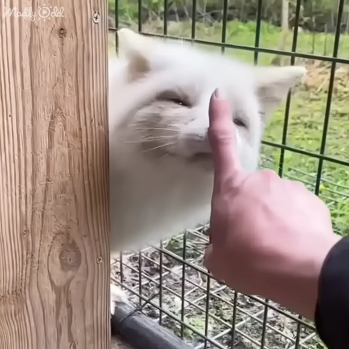 A white cat being gently petted by a person's finger through a fence.