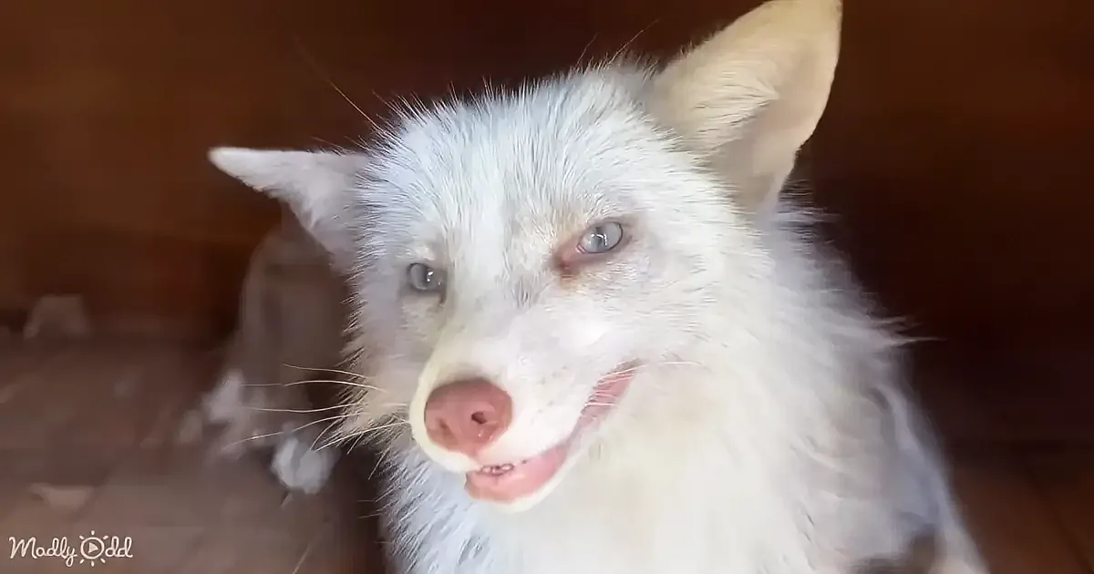 Every Time She Sees Her Guardian Angel, Rescued Fox Smiles Ear to Ear