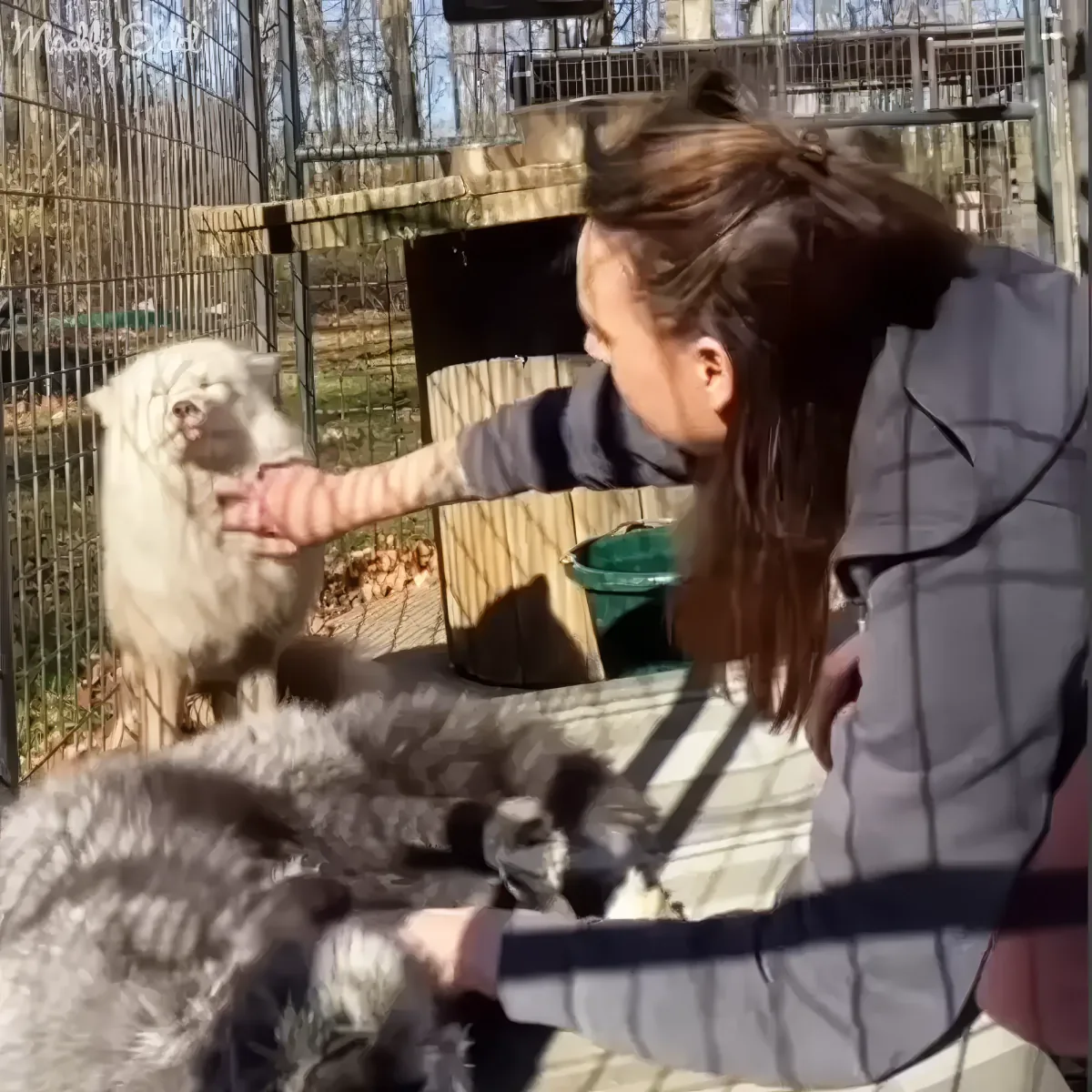 A woman pets a fluffy white dog in an outdoor enclosure with another dog nearby.