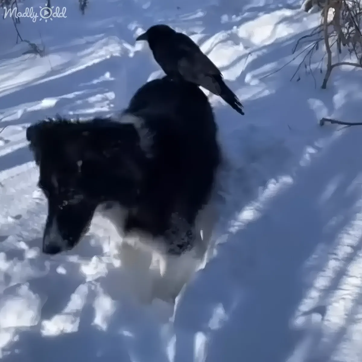 A black dog walks through snow with a bird perched on its back.