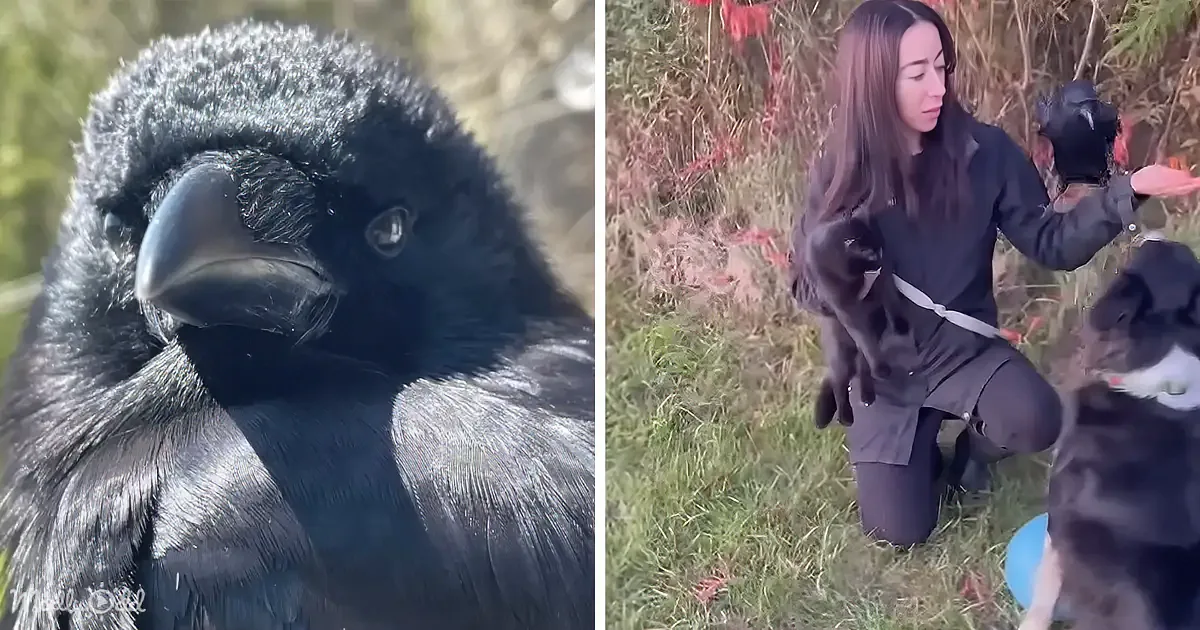 World''s Cutest Crow Invites Border Collie & Mom to Frolic Each Day