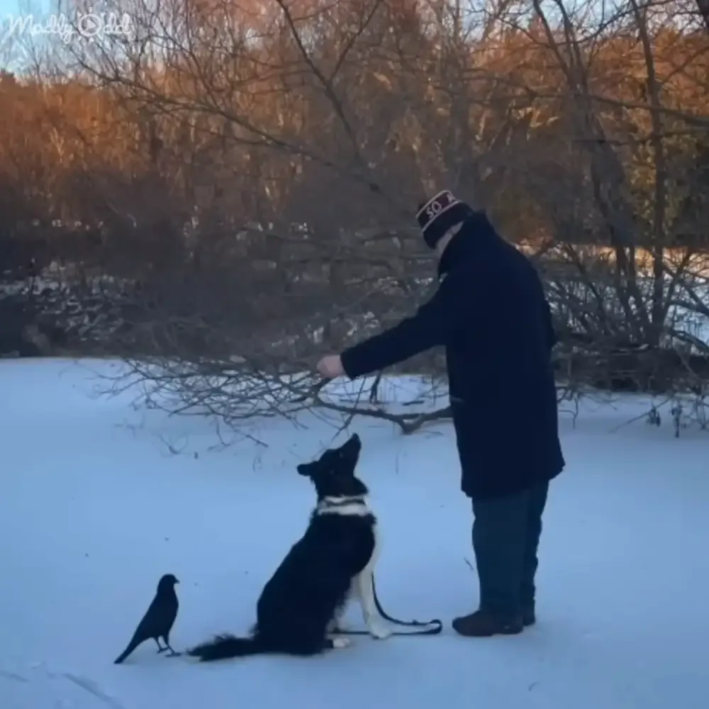 A person in winter attire stands in snow, feeding a black and white dog while a crow watches nearby.