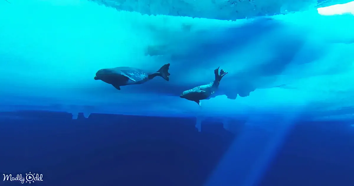 Two-Week-Old Seal Pup Gets a Crash Course in Swimming From Doting Mom