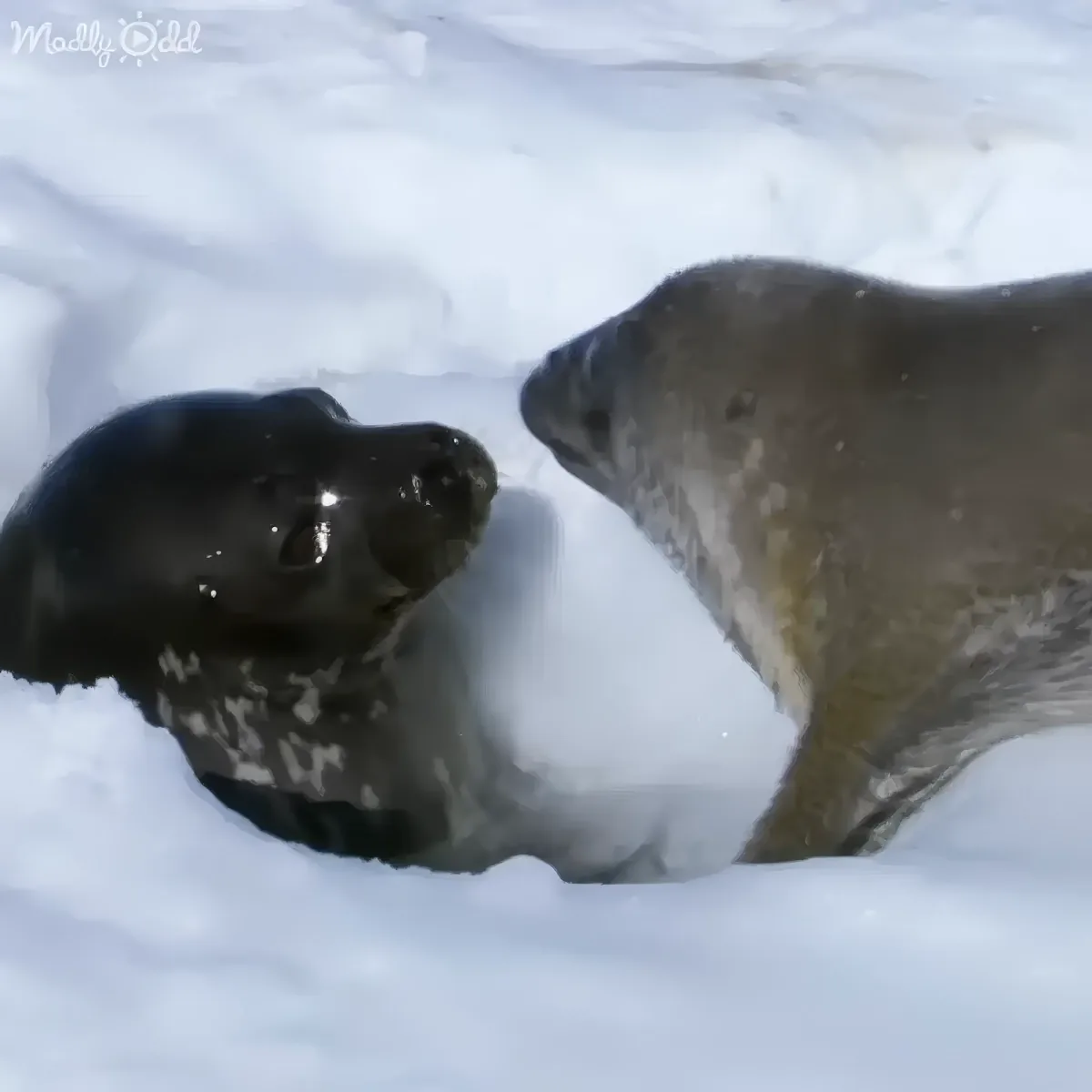 Two seals face each other on snowy ground, their heads close, appearing to interact.