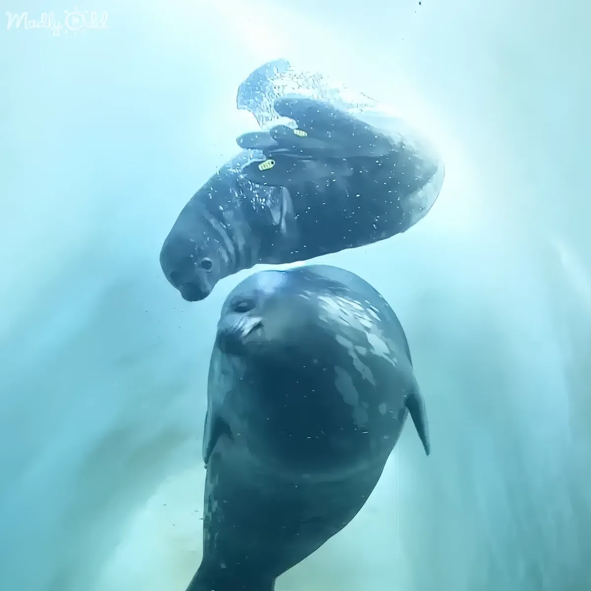 Two seals swim underwater, one with a camera attached to its back, creating a unique view.