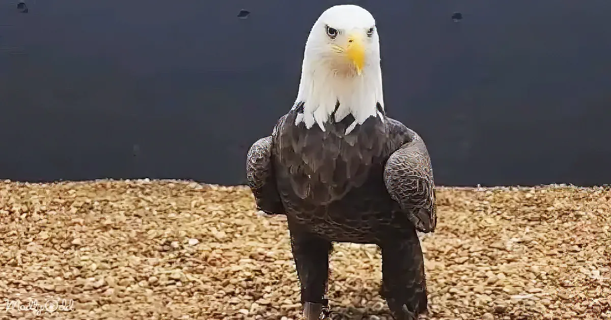 The Inspiring Journey of a Rescued Bald Eagle Embracing Life With Human Friends