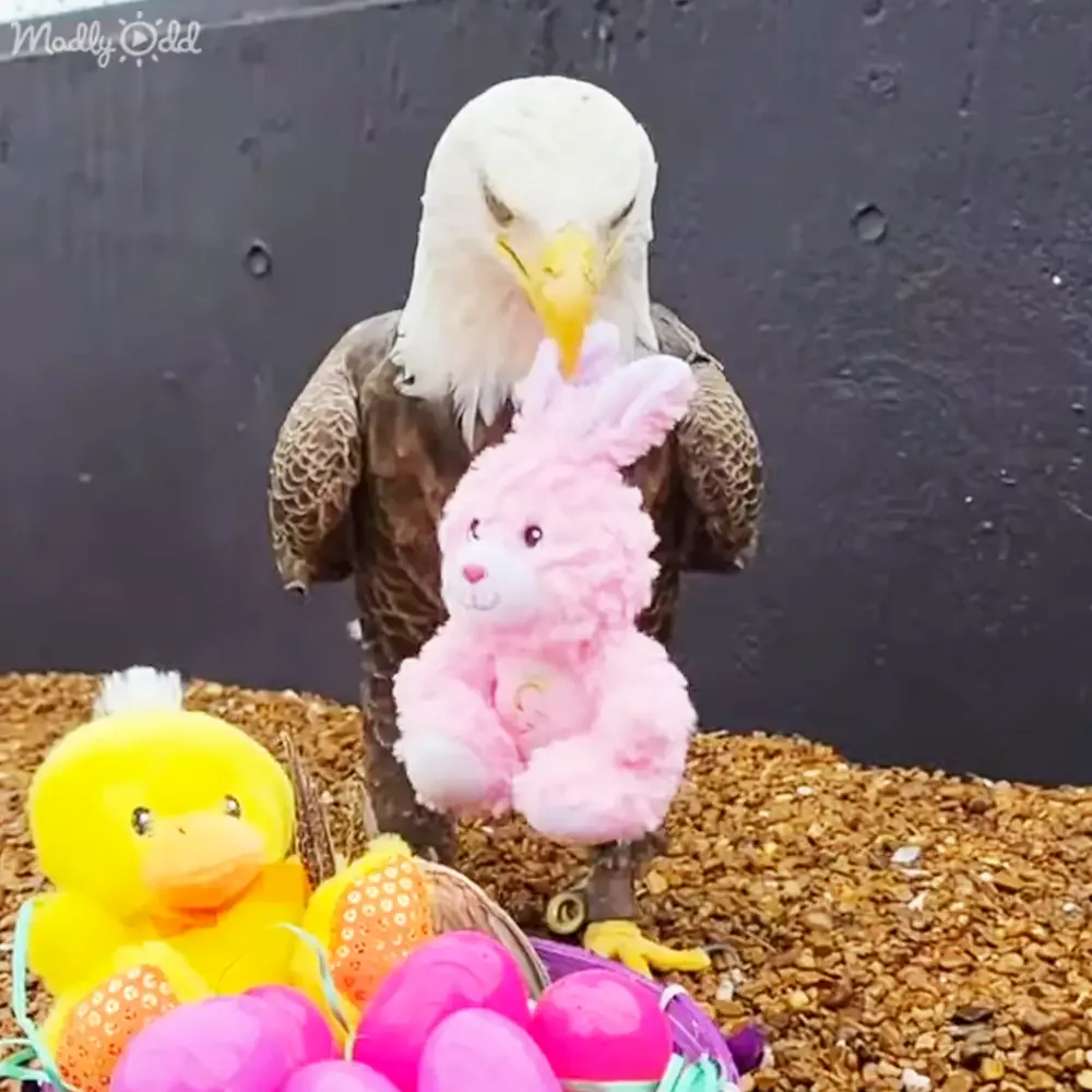 An eagle holds a pink stuffed bunny amidst colorful Easter eggs and a yellow duck toy.