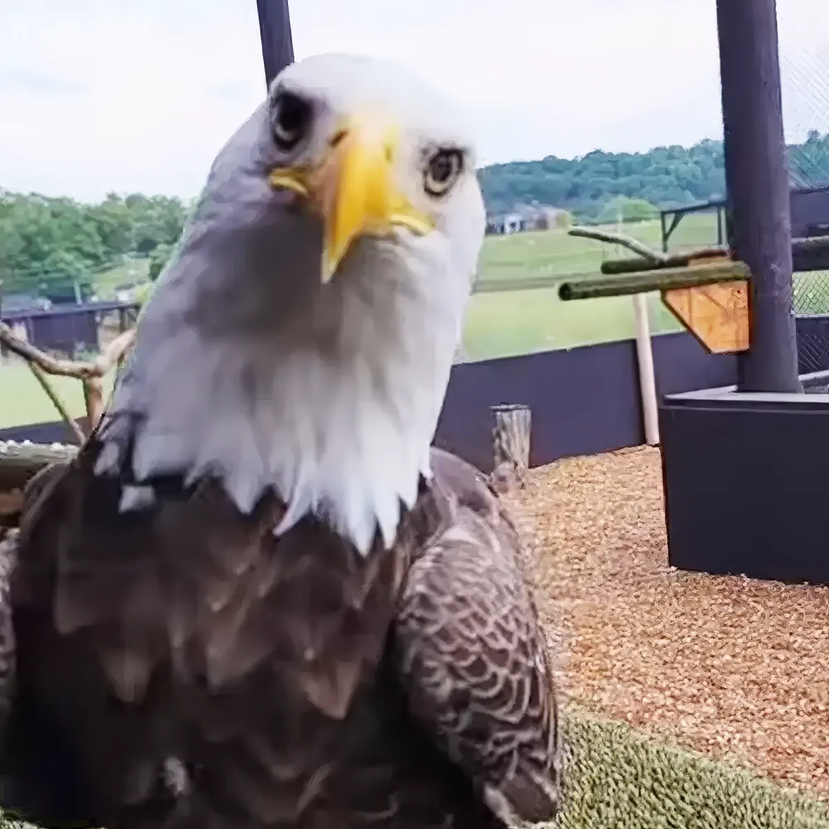 A majestic bald eagle perches on a branch, its sharp eyes and yellow beak clearly visible.