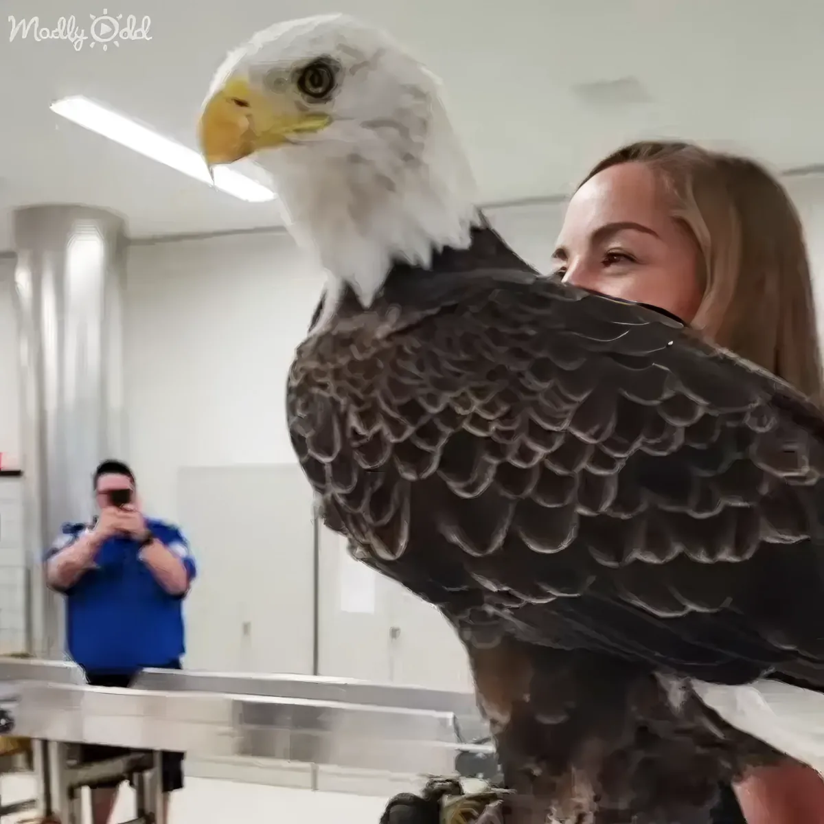 A person holds a large bald eagle on their shoulder in a room with a man taking a photo in the background.