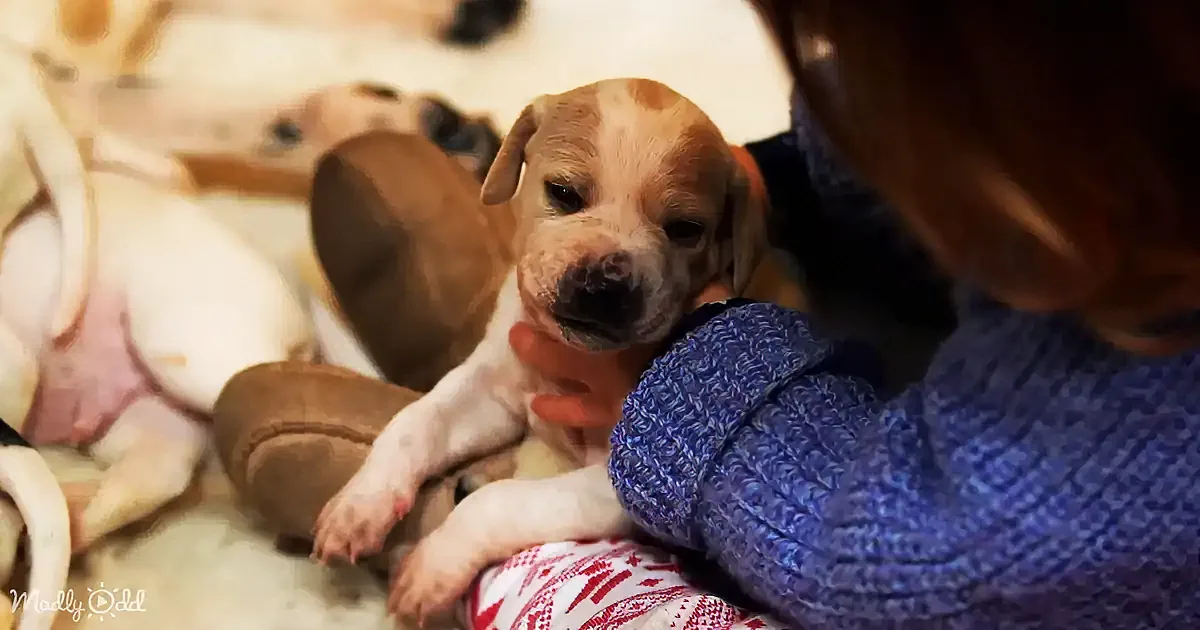 A Video About the Scientific Effects of Cuddling Puppies? Yes, and It's as Adorable as It Sounds