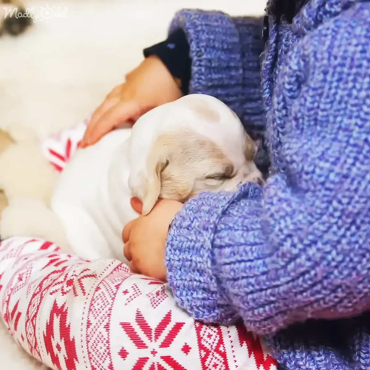 A person in a blue sweater holds a small white puppy, both resting on a red and white patterned surface.