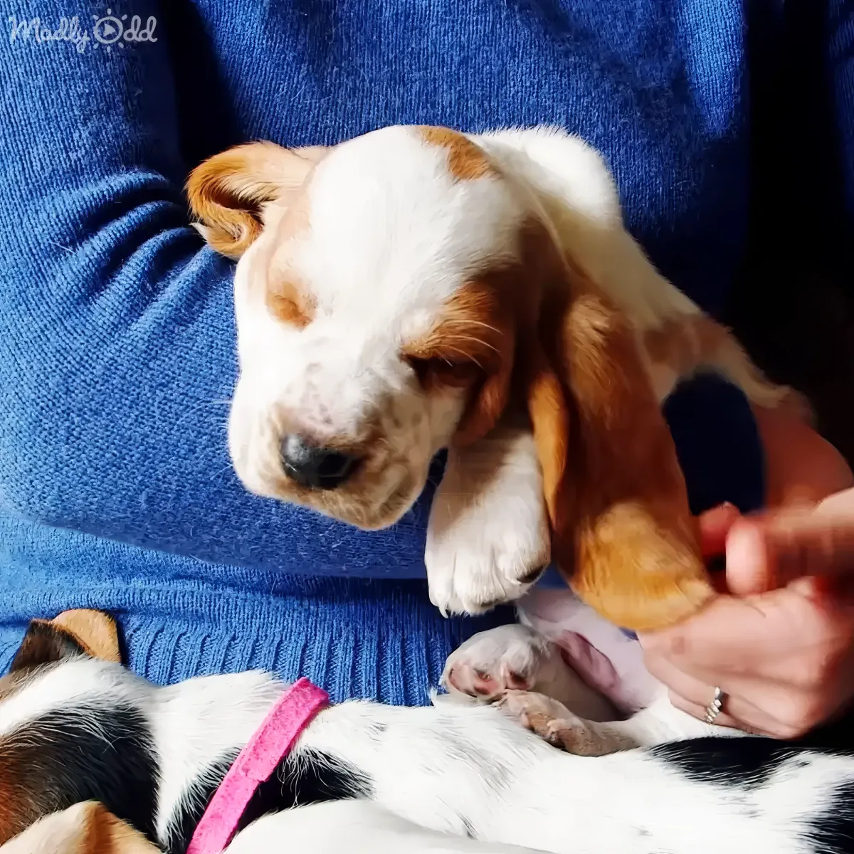 A small, adorable puppy with white and brown fur is being held gently by someone in a blue sweater.