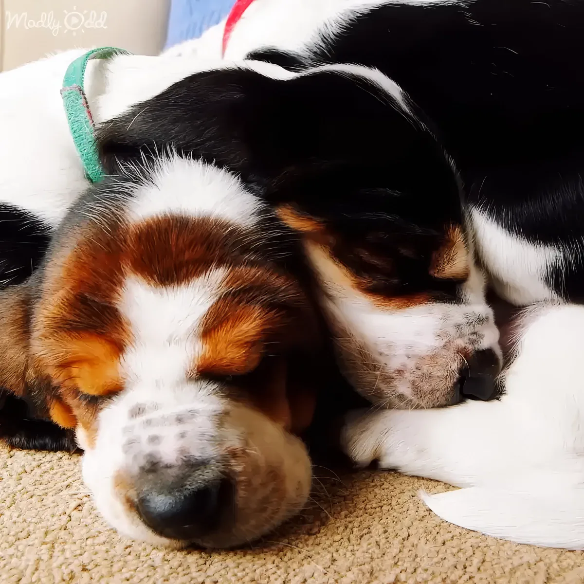 Two adorable beagle puppies snuggled together, sleeping peacefully on a carpet.