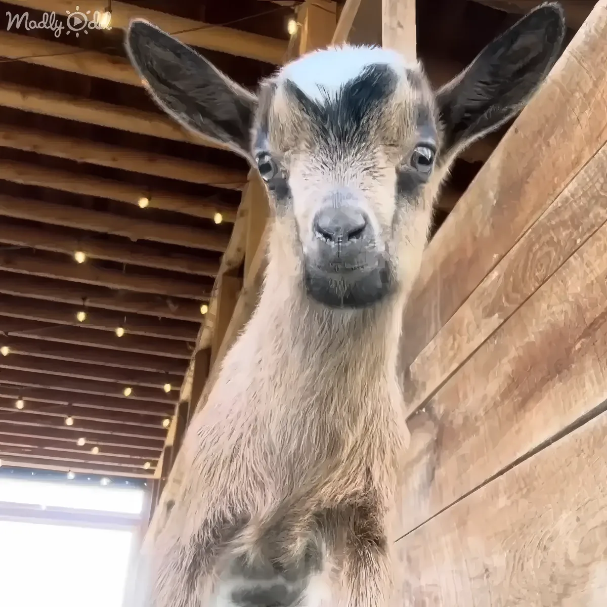 A curious goat with a black face and light brown fur stands near a wooden wall, looking directly at the camera.