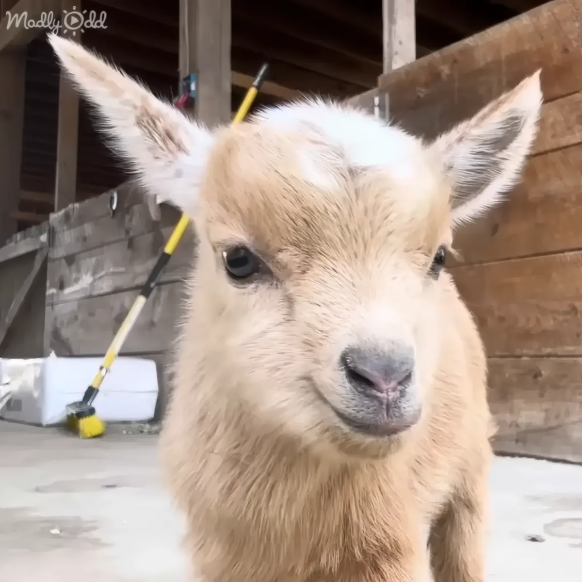 A fluffy baby goat with large ears stands in front of a wooden structure, looking directly at the camera.