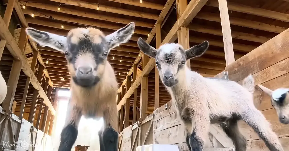Baby Goats Clown for the Camera Like, Well... Kids!