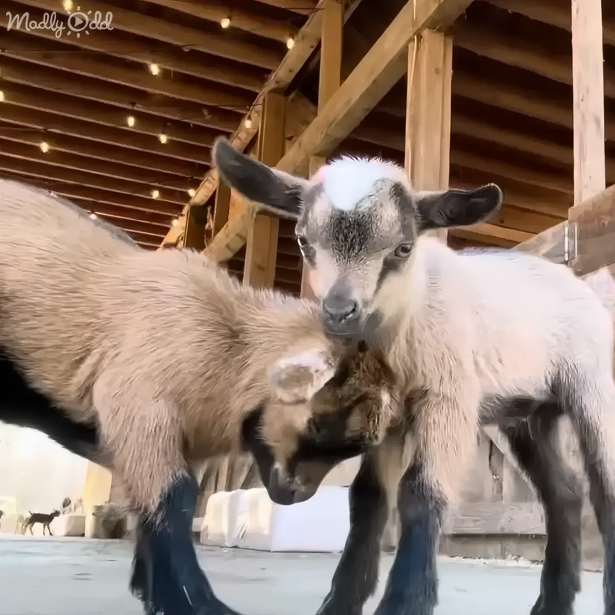 Two goats are playfully interacting, one nuzzling the other's head in a barn setting.