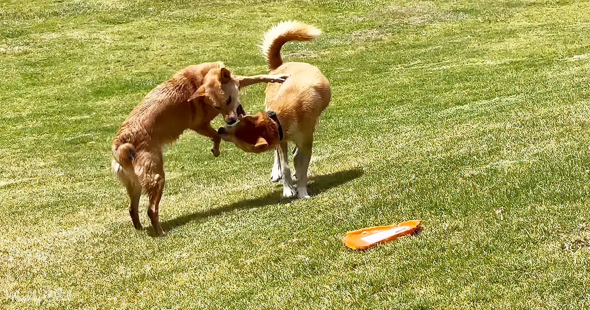 Male and Female Dingos' First-Time Meet Unfolds in a Majestic Display of Play and Connection