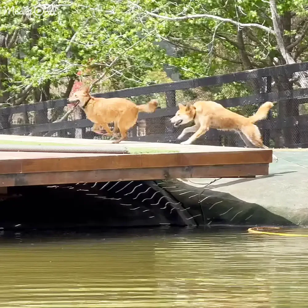 Two dogs run across a wooden bridge over water, with trees and a fence in the background.